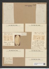 Ditylum brightwellii (West) Grun. (de-Toni-Nr.: Genus 165, Species 4281) Zeichnungen Sammlung Grunow Nr. 7843 (NHMW-BOT-W0377089)